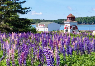 campobello island rental